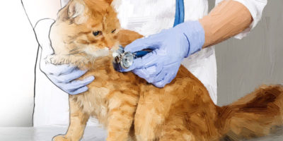 Feline Respiratory & Cardiac Diseases