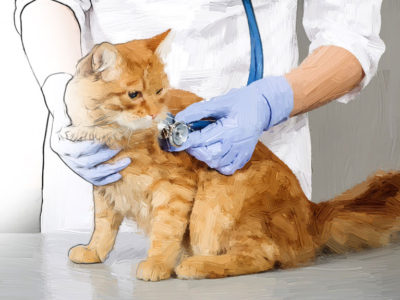 Feline Respiratory & Cardiac Diseases